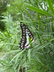 FZ007386 Black and white butterfly some read and yellow.jpg